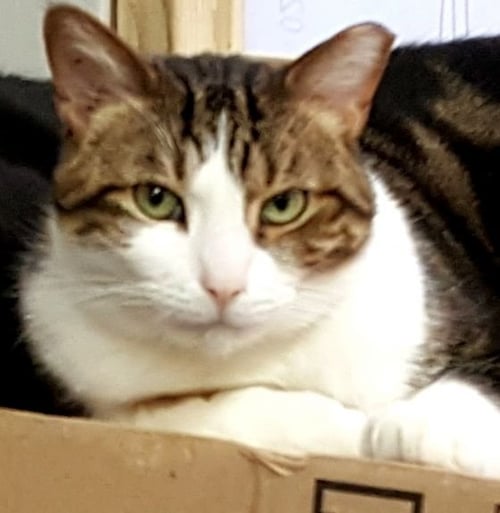 BUPP THE ZAPP - Turkish Van available for adoption