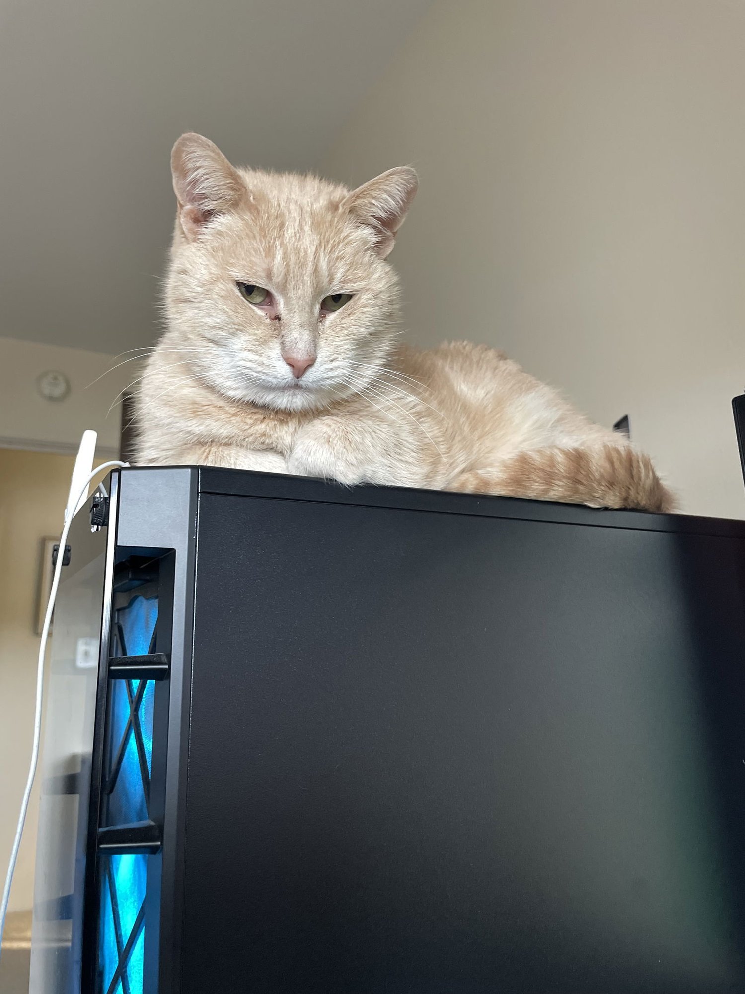 BLONDIE - Abyssinian available for adoption