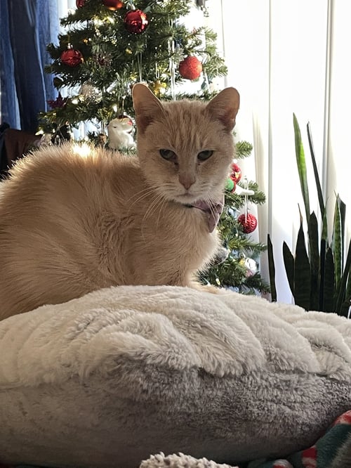 BLONDIE - Abyssinian available for adoption