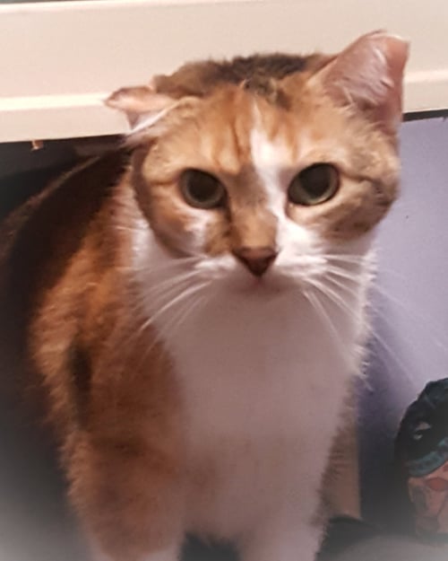 BABETTE - Calico available for adoption