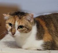Babette - Photo 4