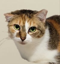 Babette - Photo 1