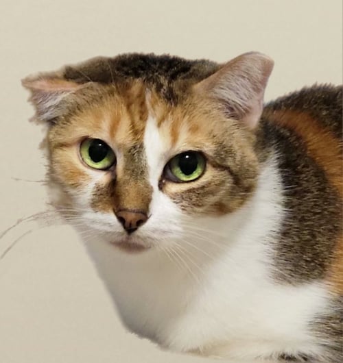 BABETTE - Calico available for adoption