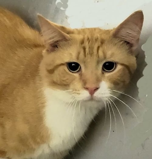 AVALON - Exotic Shorthair available for adoption