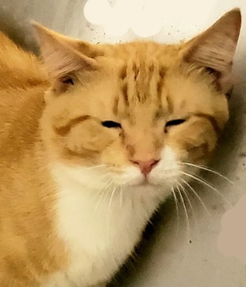 AVALON - Exotic Shorthair available for adoption