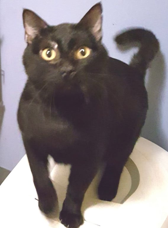 Blushy Panther Image
