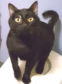 Blushy Panther - Photo 1