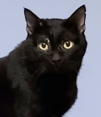 Blushy Panther - Photo 2
