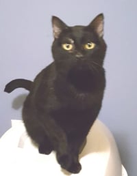 Blushy Panther - Photo 3