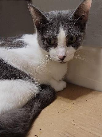 ANETTE - Oriental Short Hair available for adoption