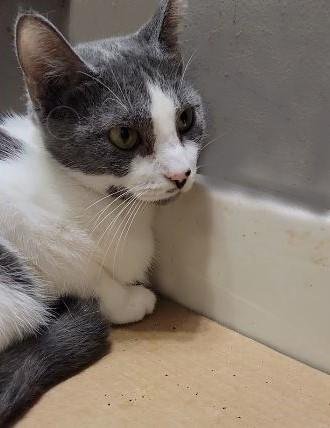 ANETTE - Oriental Short Hair available for adoption