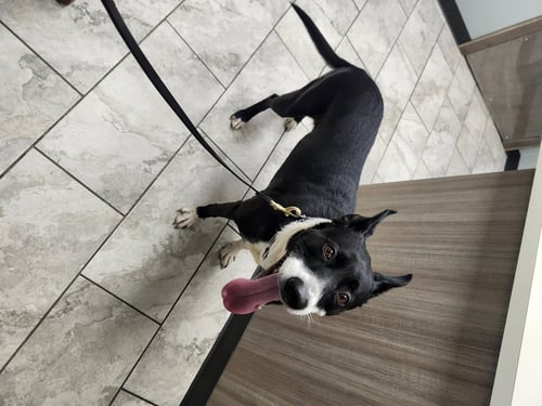 EMMA - Staffordshire Bull Terrier available for adoption