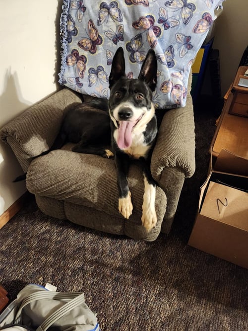 EMMA - Staffordshire Bull Terrier available for adoption