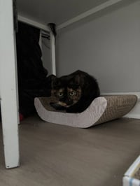 Cali the Emperor - Photo 4