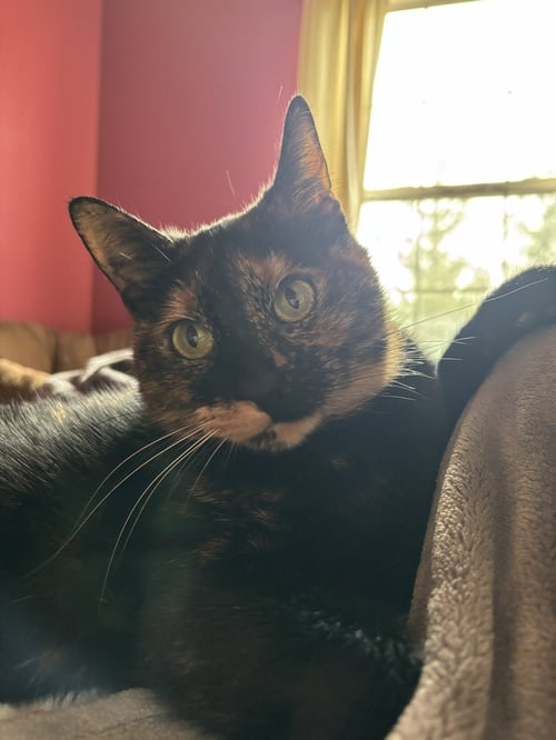 CALI THE EMPEROR - Tortoiseshell available for adoption