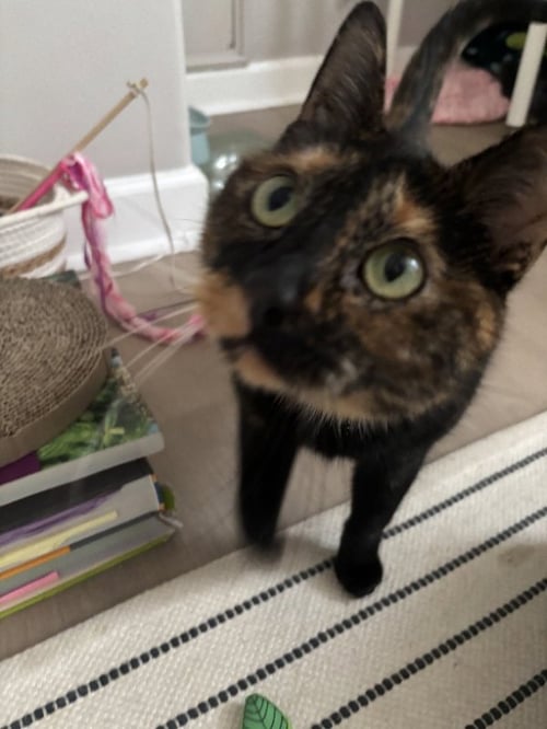 CALI THE EMPEROR - Tortoiseshell available for adoption