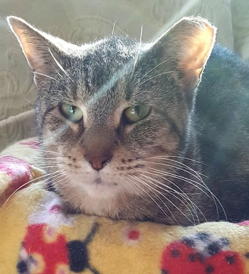ANNE RICE - Bengal / Abyssinian available for adoption