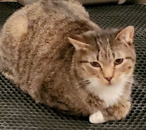 BRAD PITT - Bengal / Abyssinian available for adoption