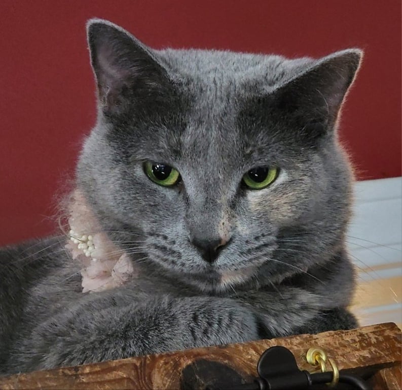 Camilla Image