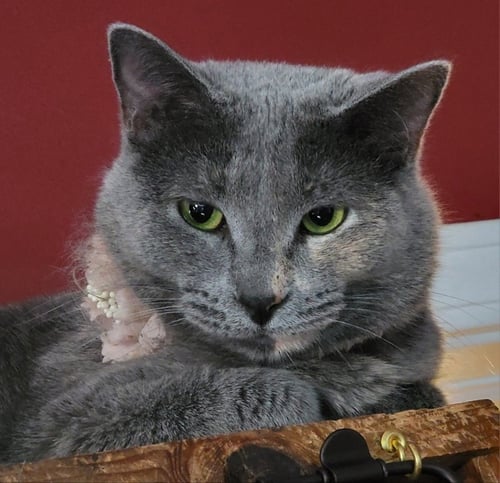 CAMILLA - Dilute Tortoiseshell / Russian Blue available for adoption
