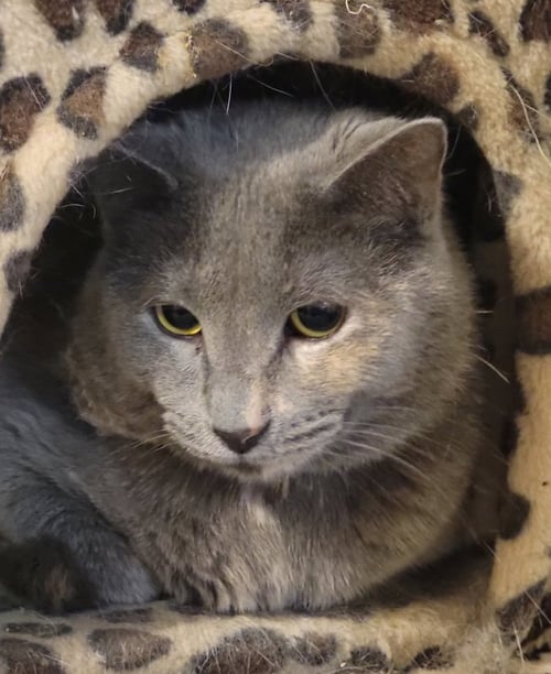 CAMILLA - Dilute Tortoiseshell / Russian Blue available for adoption