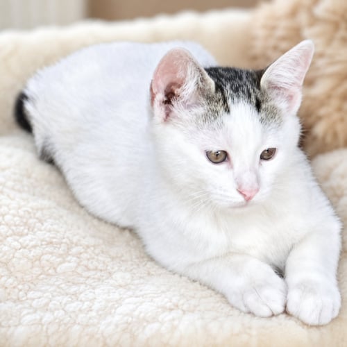 DIAMOND EDGAR - Oriental Short Hair available for adoption
