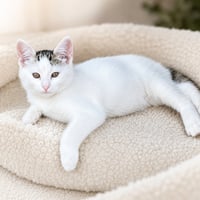 Diamond Edgar - Photo 5