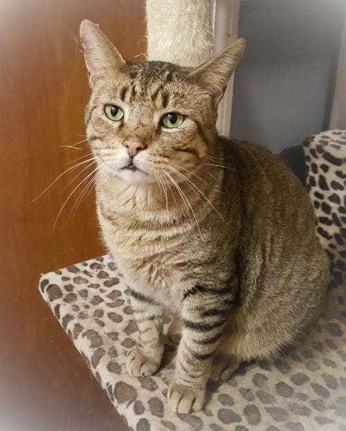 CATSANOVA - American Shorthair available for adoption