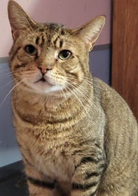 Catsanova - Photo 10