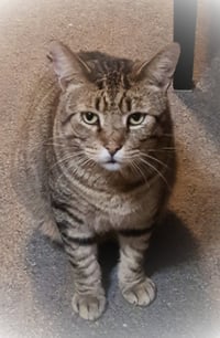 Catsanova - Photo 11