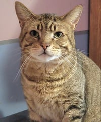 Catsanova - Photo 2