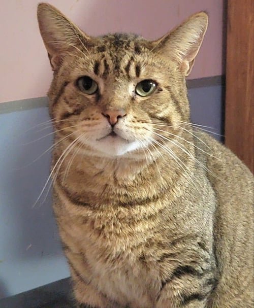 CATSANOVA - American Shorthair available for adoption