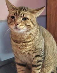 Catsanova - Photo 5