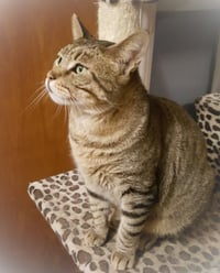 Catsanova - Photo 12