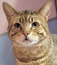 Catsanova - Photo 8