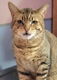 Catsanova - Photo 9