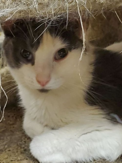 BLOOM - Russian Blue available for adoption