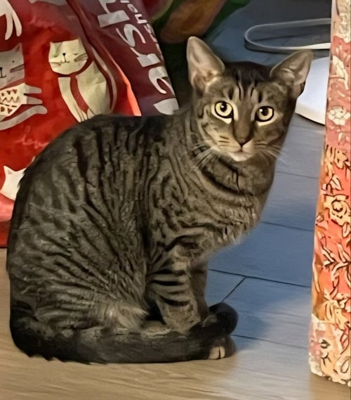 AURORA - Bengal available for adoption