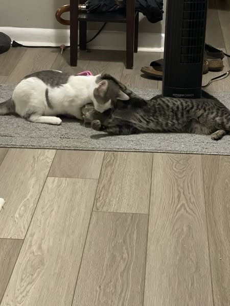 AURORA - Bengal available for adoption