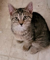 Clyde - Photo 4