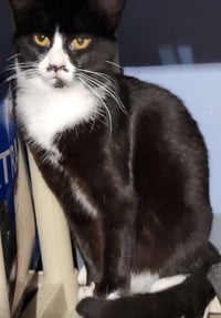 Dandy - Photo 3