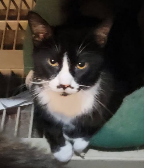 DANDY - Bombay available for adoption