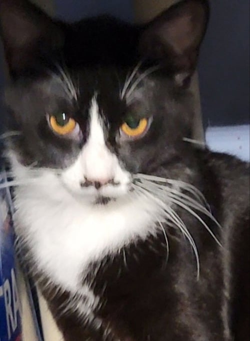 DANDY - Bombay available for adoption