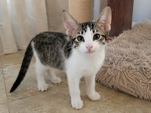 BUSY BEES LINDEN - Abyssinian available for adoption