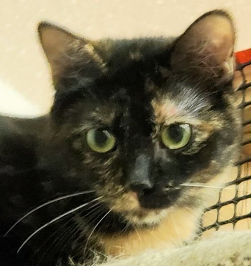 BEACH GIRL ARIEL - Tortoiseshell / Exotic Shorthair available for adoption
