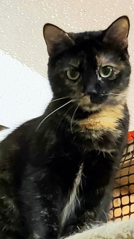 BEACH GIRL ARIEL - Tortoiseshell / Exotic Shorthair available for adoption