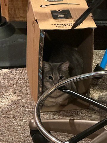 CHARLIE - Abyssinian available for adoption