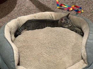 CHARLIE - Abyssinian available for adoption