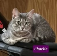 Charlie - Photo 5