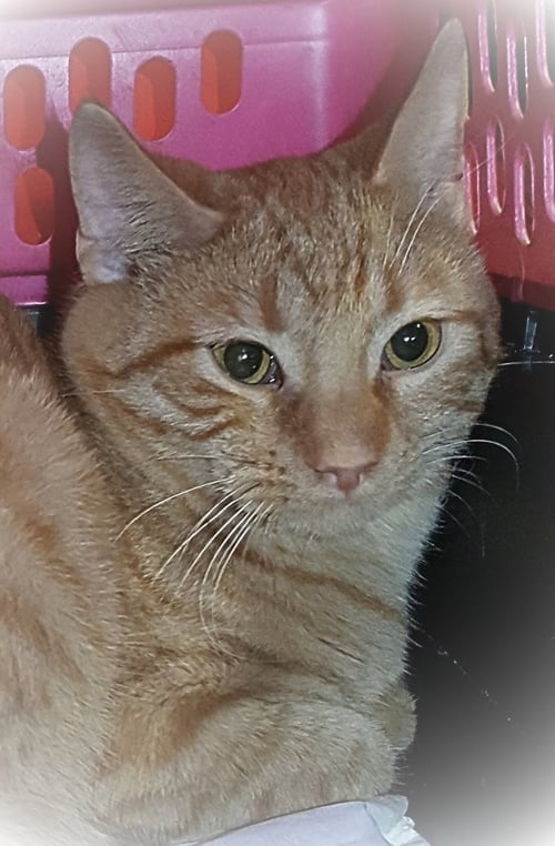 FLAMEHEART - American Shorthair available for adoption